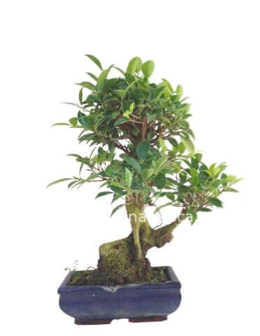 Pianta di bonsai, con vaso in terracotta.