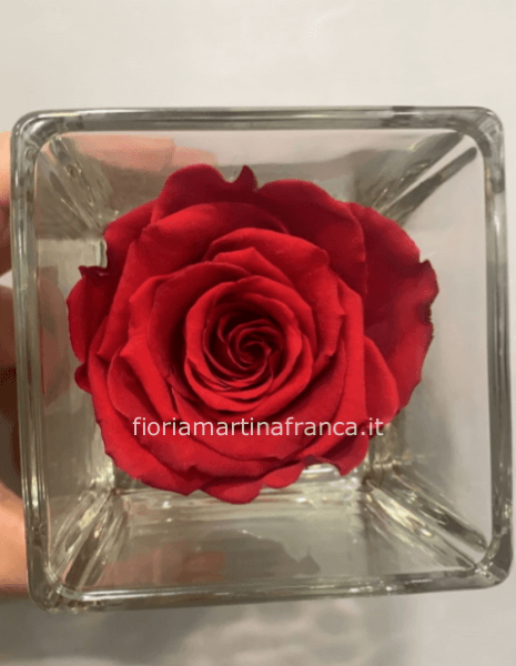 Rosa stabilizzata rossa in vetro
