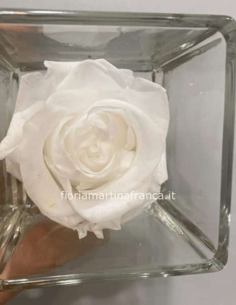 Rosa stabilizzata bianca in vetro