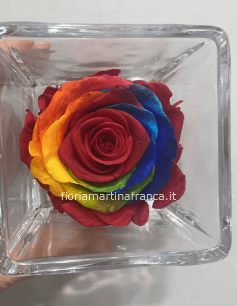 Rosa stabilizzata multicolor